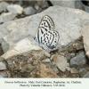 tarucus balcanicus chirkata male 1